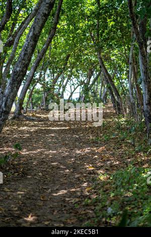 Nordamerika, Karibik, Großantillen, Hispaniola Island, Dominikanische Republik, Provinz Puerto Plata, Cabarete, schattiger Gehweg in Perla Marina Stockfoto