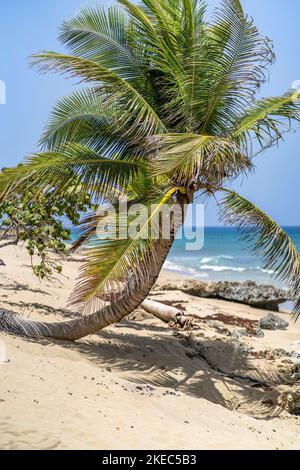 Nordamerika, Karibik, Großantillen, Hispaniola Island, Dominikanische Republik, Provinz Puerto Plata, Cabarete, Palme am Playa Perla Marina Beach Stockfoto