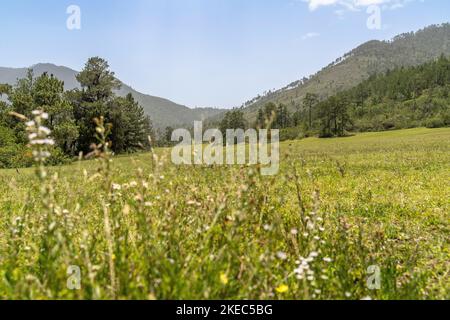 Nordamerika, Karibik, Großantillen, Hispaniola Island, Dominikanische Republik, Central Cordillera, Parque Nacional Armando Bermúdez, große Blumenwiese im grünen Hochtal Valle del Tetero Stockfoto