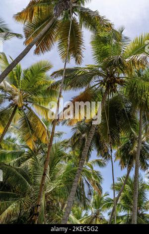 Nordamerika, Karibik, Großantillen, Hispaniola Island, Dominikanische Republik, Sama, Las Galerien, Cabo Sama, Palmenlandschaft in Cabo Sama Stockfoto
