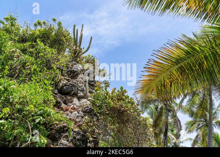 Nordamerika, Karibik, Großantillen, Hispaniola Island, Dominikanische Republik, Sama, Las Galerien, Cabo Sama, Kaktus auf einem Felsen Stockfoto