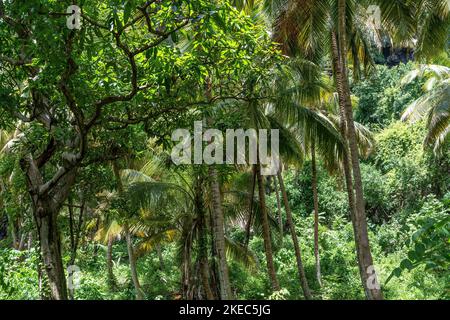 Nordamerika, Karibik, Großantillen, Hispaniola Island, Dominikanische Republik, Sama, Las Galleras, Cabo Sama, dichte Vegetation in Cabo Sama Stockfoto
