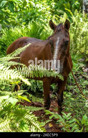Nordamerika, Karibik, Großantillen, Hispaniola Island, Dominikanische Republik, Sama, Las Galleras, Cabo Cabrón, Pferd im tropischen Wald bei Cabo Cabrón Stockfoto