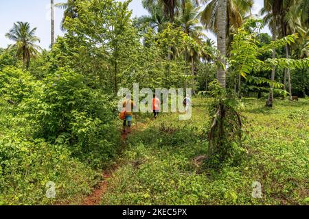 Nordamerika, Karibik, Großantillen, Hispaniola Island, Dominikanische Republik, Sama, Las Galerien, Cabo Cabrón, Wanderer mit Reiseleiter im Tropenwald von Cabo Cabrón Stockfoto