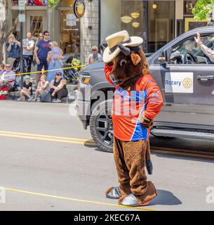Person in einem Stierkostüm, die Albritton in der Franklin Rodeo Parade wirbt. Stockfoto