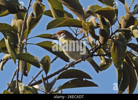 Rotbuschwürger (Cyclarhis gujanensis)-Erwachsener auf dem Zweig Chapada, Brasilien. Juli Stockfoto