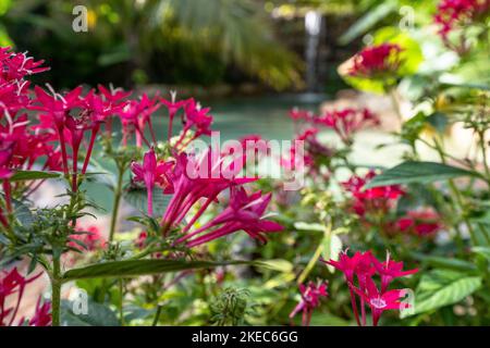 Nordamerika, Karibik, Großantillen, Hispaniola Island, Dominikanische Republik, Sama, Las Galerien, tropischer Garten im Eco Hotel Chalet Tropical Stockfoto