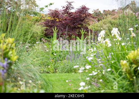 Wildtiergarten mit informell gepflanzten Grenzen, einschließlich Stauden und Wildblumen - Schottland, Großbritannien Stockfoto