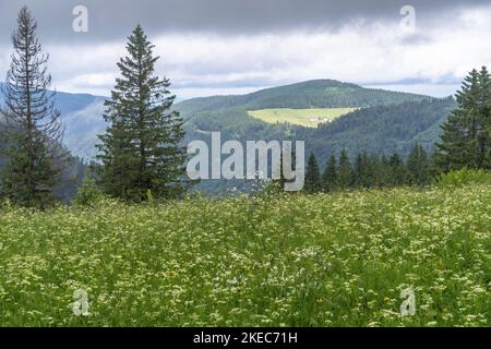 Europa, Deutschland, Süddeutschland, Baden-Württemberg, Schwarzwald, Schwarzwaldlandschaft an einem regnerischen Sommertag Stockfoto