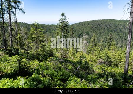 Europa, Deutschland, Süddeutschland, Baden-Württemberg, Schwarzwald, Blick über die Baumwipfel im Aufstieg zum Aussichtspunkt Zweiseenblick im nördlichen Schwarzwald Stockfoto