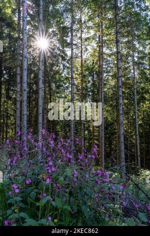 Europa, Deutschland, Süddeutschland, Baden-Württemberg, Schwarzwald, Die Sonne scheint durch die Bäume auf Red Campion Stockfoto