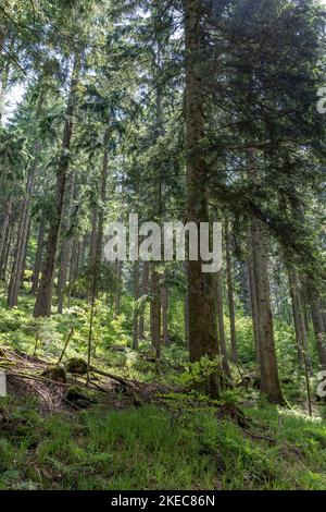 Europa, Deutschland, Süddeutschland, Baden-Württemberg, Schwarzwald, Malerische Waldszene im Schwarzwald bei Bad Peterstal Stockfoto