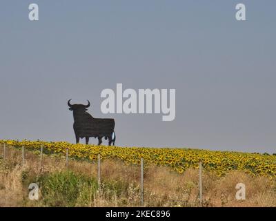 Gigantisch ikonische Skulptur der Silhouette eines schwarzen spanischen Kampfbullen, der auf einem Feld mit gelben Sonnenblumen steht Stockfoto