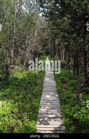 Europa, Deutschland, Süddeutschland, Baden-Württemberg, Schwarzwald, Holzfußbrücke durch das Moor am Blindensee bei Schönwald im Schwarzwald Stockfoto