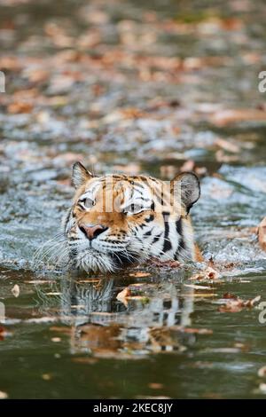 Sibirischer Tiger (Panthera tigris altaica), schwimmend im Wasser, gefangen, Deutschland Stockfoto