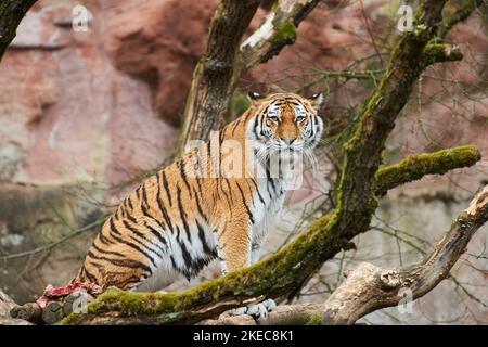 Sibirischer Tiger (Panthera tigris altaica), sitzend auf einem Baum, gefangen, Deutschland Stockfoto