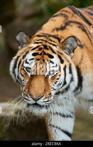 Sibirischer Tiger (Panthera tigris altaica), Porträt, gefangen, Deutschland Stockfoto