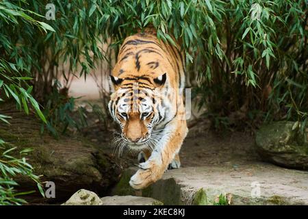 Sibirischer Tiger (Panthera tigris altaica), der durch Büsche geht, gefangen, Deutschland Stockfoto