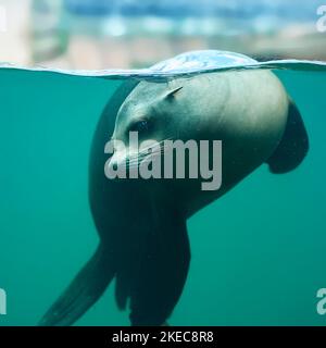 Kalifornischer Seelöwe (Zalophus Californianus), schwimmend unter Wasser, gefangen, Deutschland, Europa Stockfoto