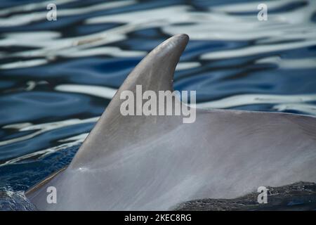 Atlantischer Tümmler (Tursiops truncatus), Rückenflosse (Flosse), Detail, Schwimmen, auf Wasseroberfläche, Deutschland Stockfoto