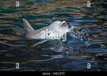 Atlantischer Tümmler (Tursiops trunkatus) schwimmt an der Wasseroberfläche, gefangen, Deutschland Stockfoto