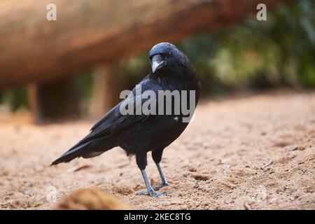 Rabenkrähe (Corvus corone) auf dem Boden sitzend, Tierwelt, Bayern, Deutschland Stockfoto