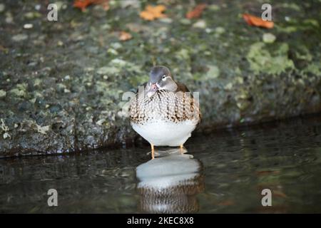 Mandarinente (Aix galericulata), am Ufer stehend, Ente, Weibchen, Wildtiere, Bayern, Deutschlnad, Europa Stockfoto