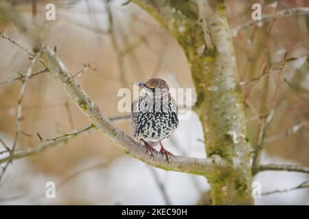 Starling (Sturnus vulgaris) auf einem Ast sitzend, seitlich, Bayern, Deutschland, Europa Stockfoto