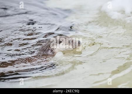 Eurasischer Otter (Lutra lutra), Klettern auf einer Eisscholle, Winter, Bayern, Deutschland, Europa Stockfoto