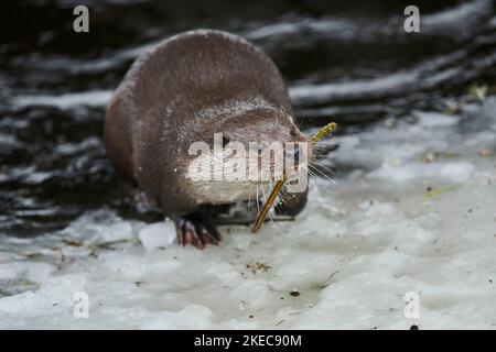 Eurasischer Otter (Lutra lutra), Klettern auf einer Eisscholle, Winter, Bayern, Deutschland, Europa Stockfoto