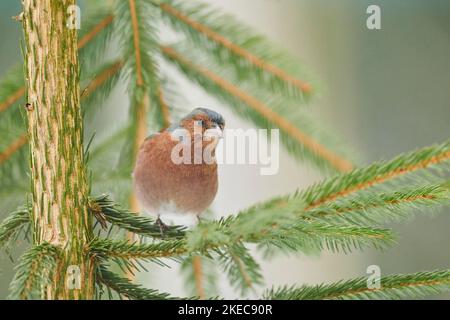 Buchfink (Fringilla coelebs) auf einem Zweig im Winter sitzend, Bayern, Deutschland, Europa Stockfoto