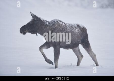 Elche (Alces alces), Elchweibchen, die durch Schneesturm laufen, Winter, Bayern, Deutschland Stockfoto