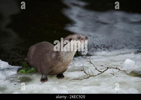 Eurasischer Otter (Lutra lutra), auf Eisscholle, Winter, Bayern, Deutschland, Europa Stockfoto