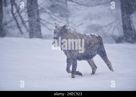 Elche (Alces alces), Elchweibchen, die durch Schneesturm laufen, Winter, Bayern, Deutschland Stockfoto