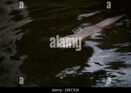 Eurasischer Fischotter (Lutra lutra), Schwimmen im Wasser, Winter, Bayern, Deutschland, Europa Stockfoto