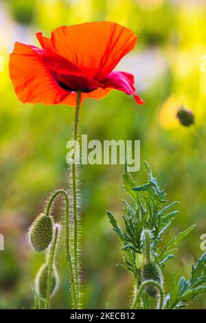 Opiummohn (Papaver somniferum), Blütenknospe, Nahaufnahme Stockfoto