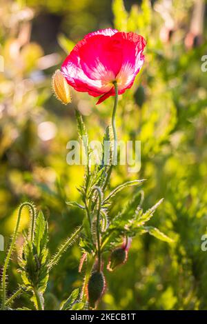 Opiummohn (Papaver somniferum), Blütenknospe, Nahaufnahme Stockfoto