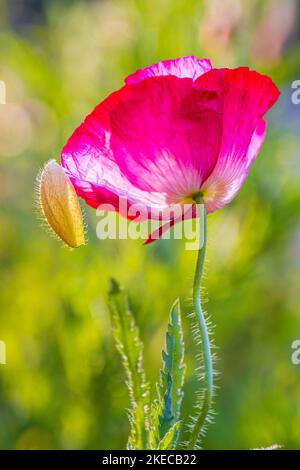 Opiummohn (Papaver somniferum), Blütenknospe, Nahaufnahme Stockfoto