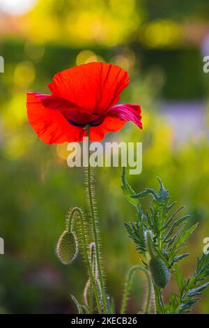 Opiummohn (Papaver somniferum), Blütenknospe, Nahaufnahme Stockfoto