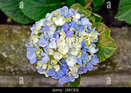 Blaue Hortensienblume (Hortensia macrophylla) im Garten Stockfoto