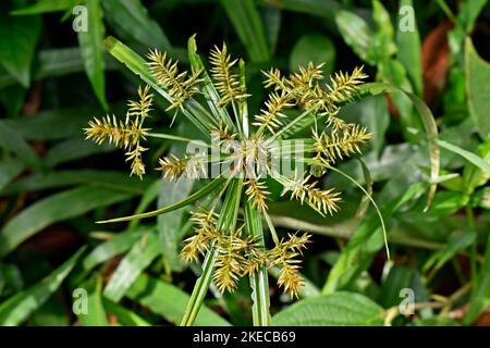 Sonnenschirm-Papyrus oder Regenschirm-Sedge-Blüten (Cyperus alternifolius) Stockfoto