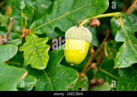 Englische oder Pedunculate Eiche (quercus robur), Nahaufnahme einer einzelnen Eichel, die im Herbst zwischen den Blättern eines Baumes herausragt. Stockfoto