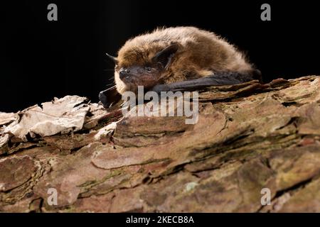 Sopranpipistrelle, Pipistrellus pygmaeus Stockfoto