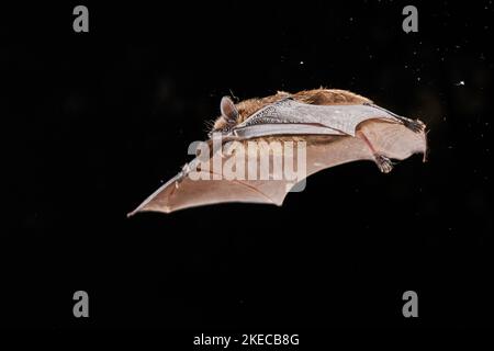 Große braune Fledermaus, Eptesicus serotinus, im Flug Stockfoto