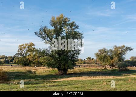 Schwarze Pappeln auf den Elbwiesen bei Rogütz, Sachsen-Anhalt, Deutschland Stockfoto