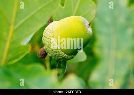 Englische oder Pedunculate Eiche (quercus robur), Nahaufnahme einer einzelnen Eichel, die im Herbst zwischen den Blättern eines Baumes herausragt. Stockfoto