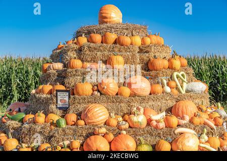 Eine Sammlung von Kürbissen, die auf einer Heuballenpyramide angeordnet sind Stockfoto