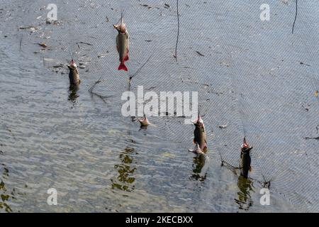 Eine Nahaufnahme von toten Lachsfischen auf dem Netz im See, Alaska Stockfoto