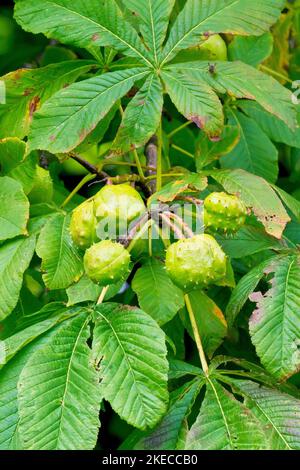 Rosskastanie oder Konkerbaum (aesculus hippocastaneum), Nahaufnahme mehrerer stacheliger Früchte oder Konker, die im Herbst an einem Ast eines Baumes hängen. Stockfoto