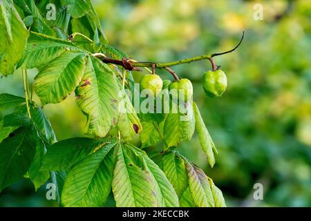 Rosskastanie oder Konkerbaum (aesculus hippocastaneum), Nahaufnahme mehrerer stacheliger Früchte oder Konker, die im Herbst an einem Ast eines Baumes hängen. Stockfoto